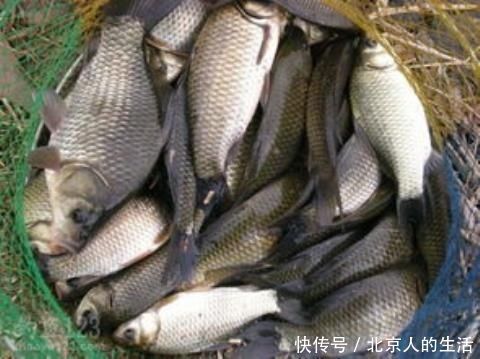 土豆粉|蚯蚓钓鱼已成过去,老渔翁教你只要2个蛋,半天就能钓90斤