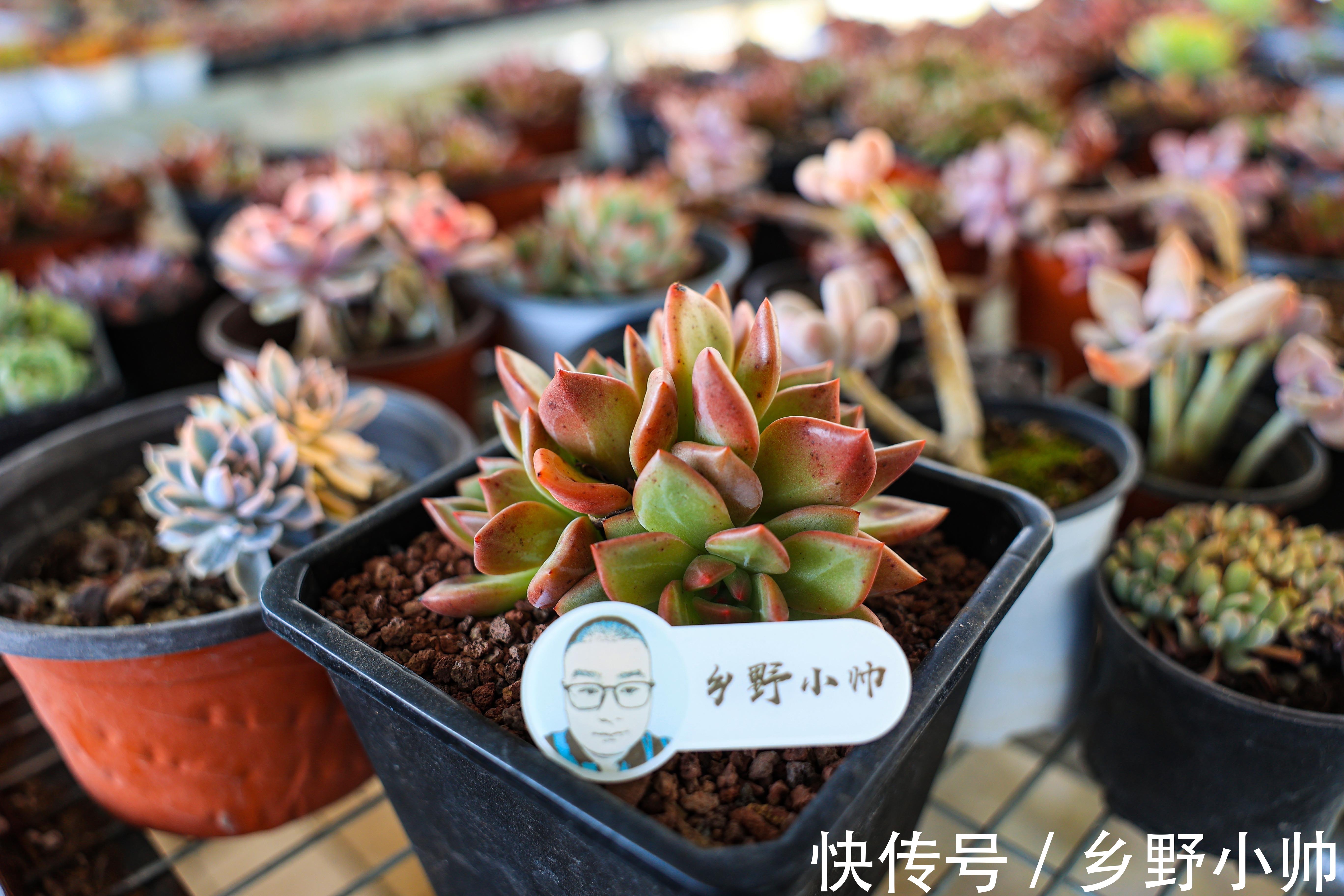 全泥炭土种多肉行不行？ 添加颗粒土有哪些好处？听小帅娓娓道来