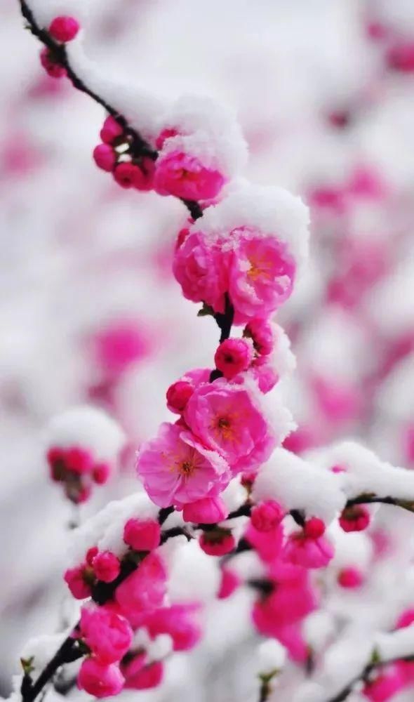 十首有關尋梅的詩詞 每一首都讓你回味無窮 中國熱點