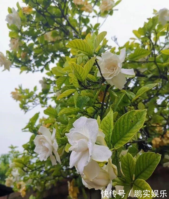 门口养棵大花树,风吹就开花,20年变成传家宝!