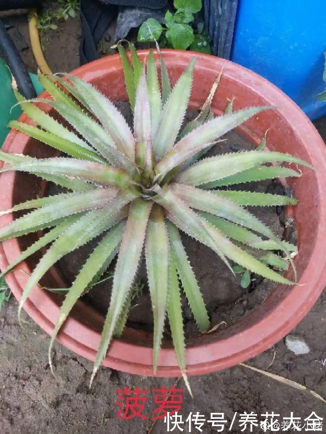 半死不活的花，扔水里，突然长疯了