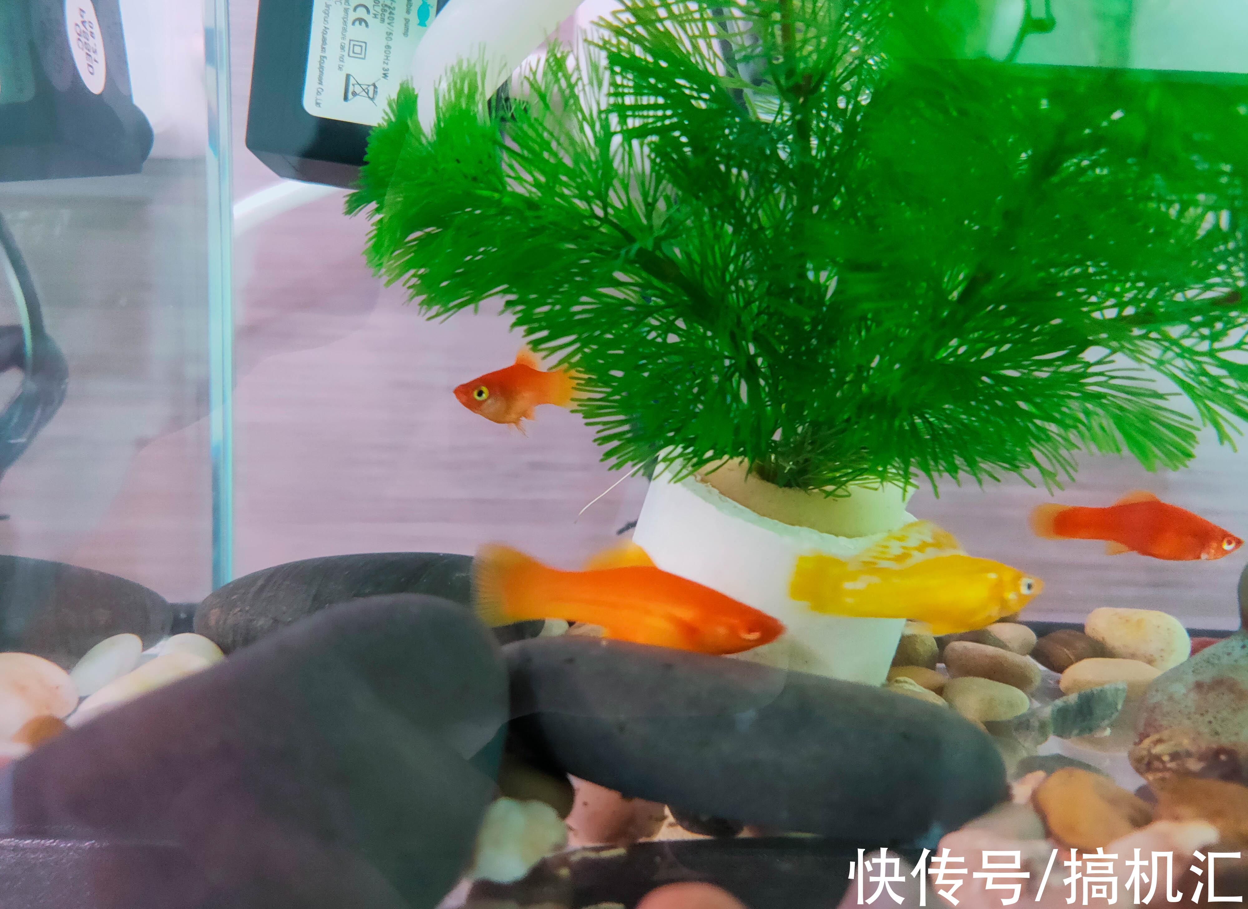 天空之城+流水造型,MOMOYOO水光山色鱼缸体验:萌新养鱼记