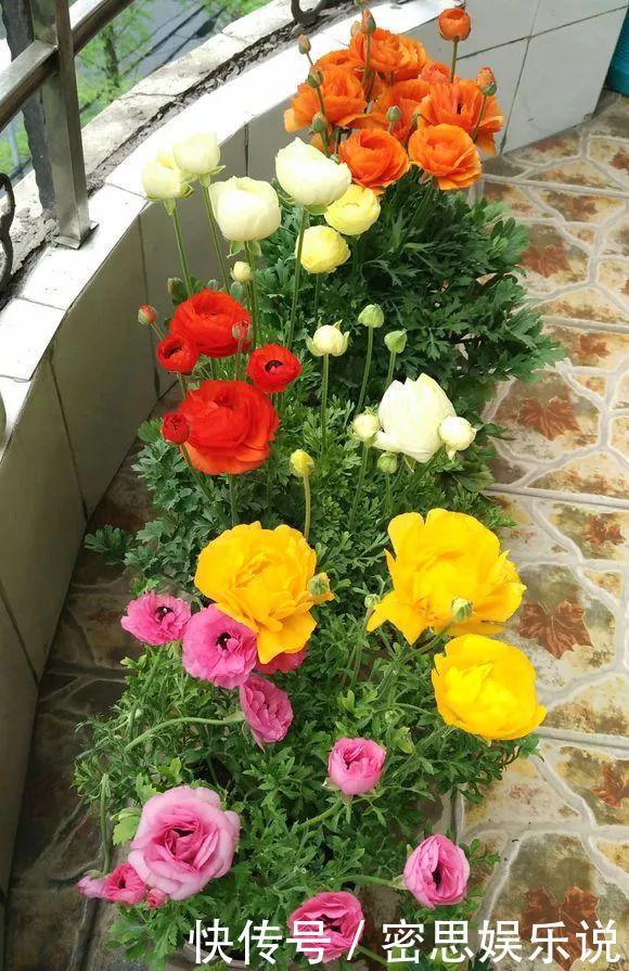 仙客来|被称为“夏必死”的8种花,我却喜欢买一些,因为能“省”不少钱