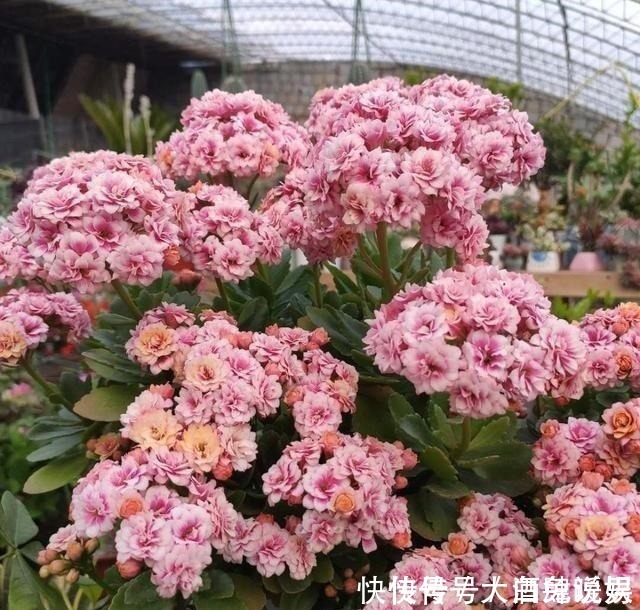 根系|长寿花养养打蔫了,“对症”救治,轻松恢复,年年看花!