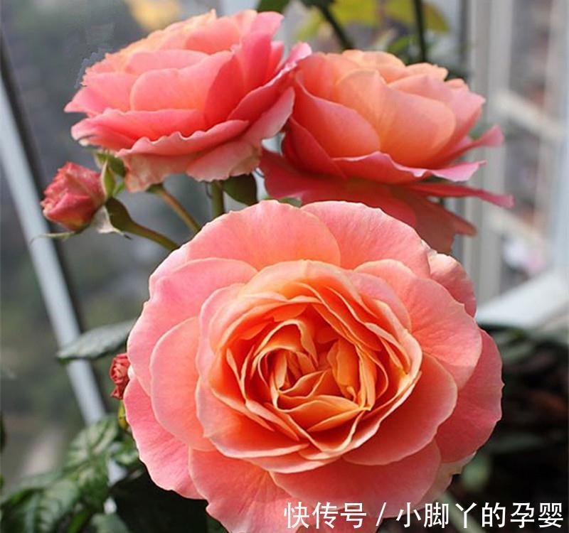 阳台系列之假日阳台