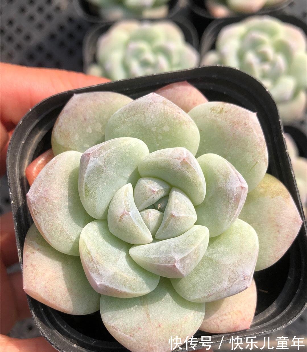 北方大面积降温,室外的多肉注意了,小心冻化水,赶紧罩起来