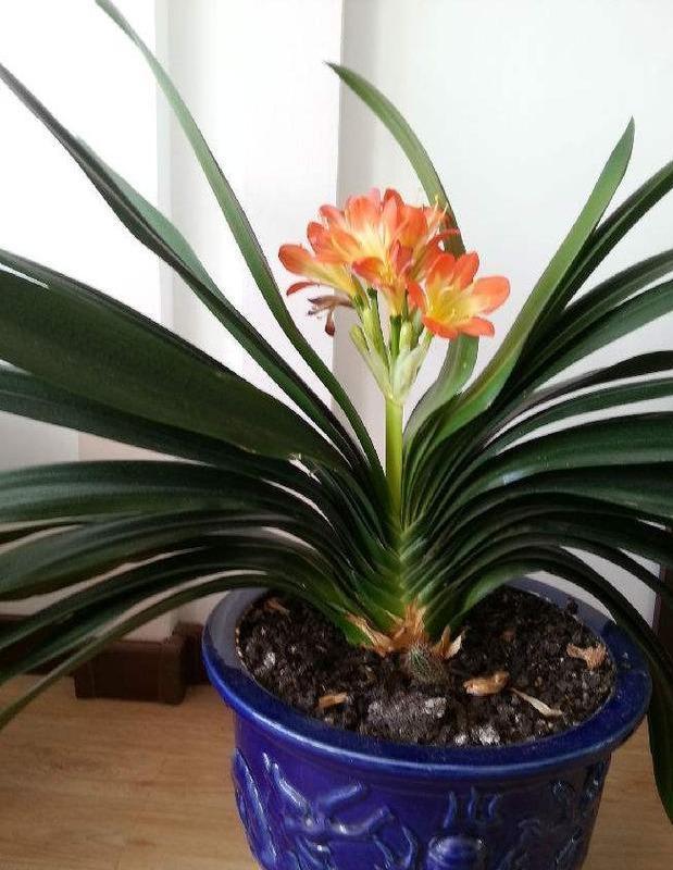 君子兰“烂边”提高警惕，用好“窍门”，叶片绿油油，花朵长不停