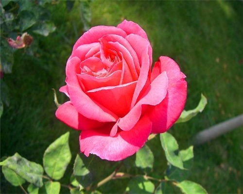 花卉如何度过多雨季节教你需要预防的3件事,别说没提醒