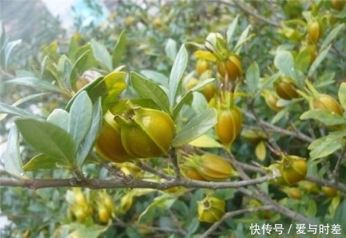 湿气不除百病生,泡脚时加一物,坚持一个星期,湿气慢慢消退了