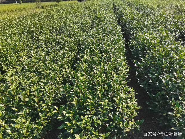 《七绝.初冬印象》霜染苍茫已入冬,枝条飞叶落无穷