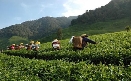 降血脂|喝茶有助疏通血管吗？医生提醒：6条茶叶内幕曝光！颠覆你的认知