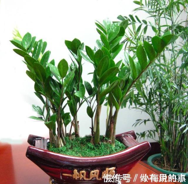 金钱树|4种“招财花”,家里各养1盆,旺运又招财,日子越过越好