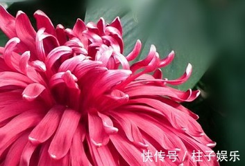 滦水|喜欢菊花，就养盆“珍稀名菊”滦水黑旋风，似深色荷花，美艳优雅