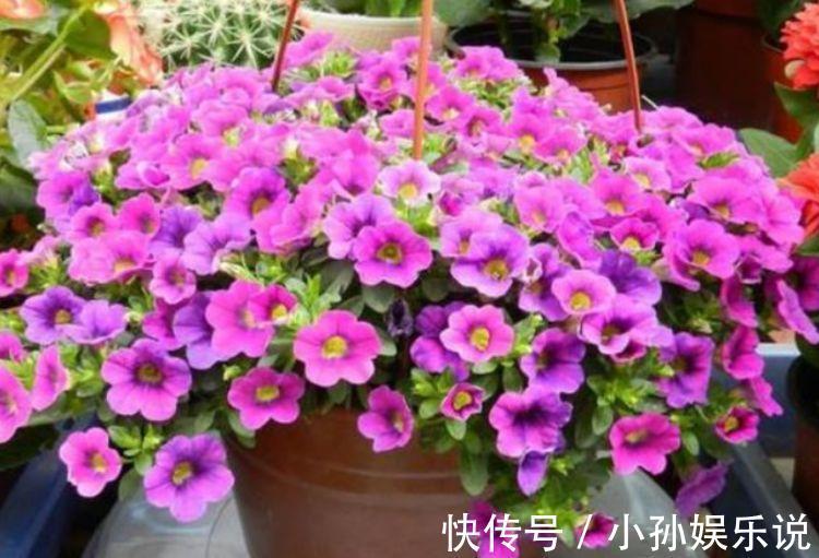 此款花卉便宜又好养，丢到阳台，四季有花开，美爆了