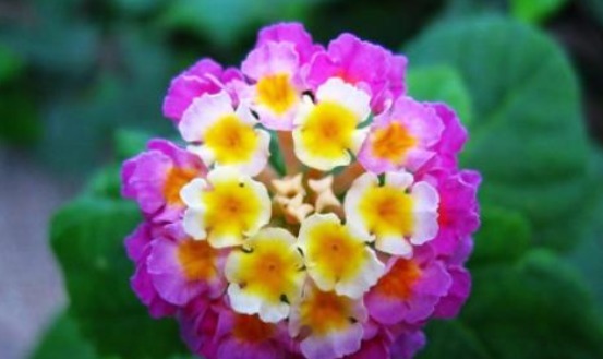 不会养花就养这4款“便宜花”,一年四季开花不断,花色多又艳