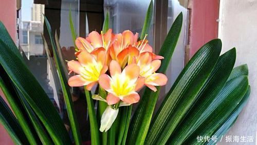 张大爷|张大爷养君子兰，白天喝口酒，晚上闷上头，20天窜出大花箭！