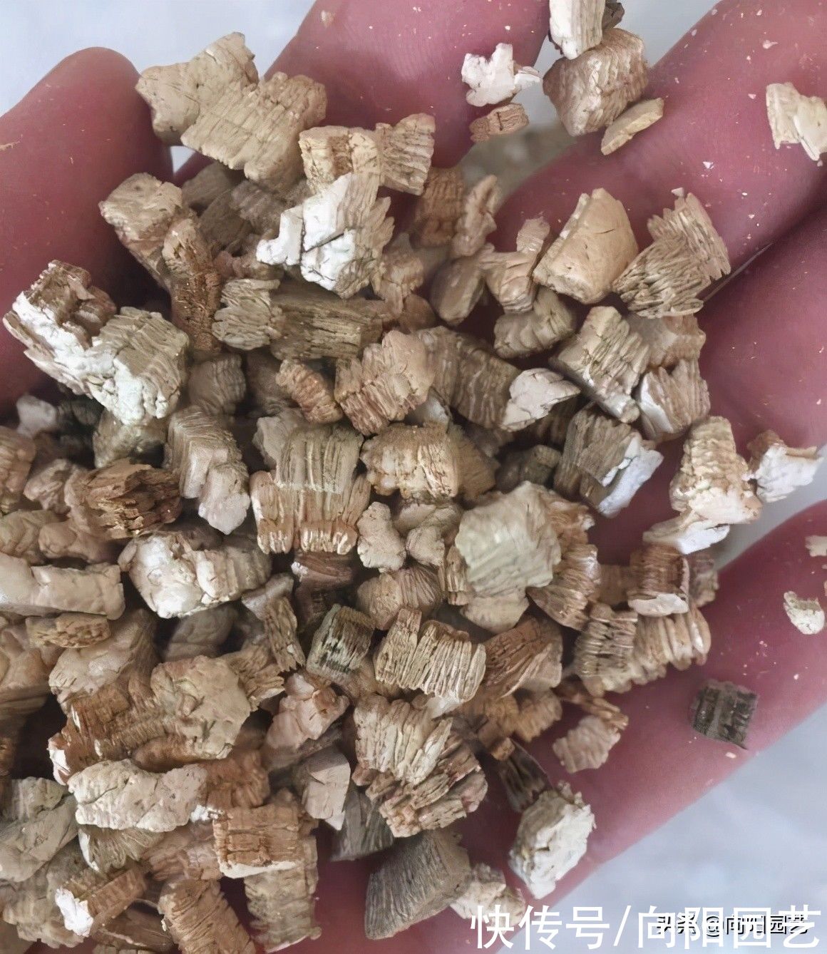 水培多肉|多肉不发根，用“蛭石”催根，效果非常好，不出7天长出毛细根