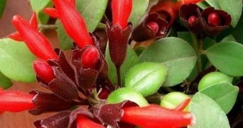 吊兰|4种植物最适合懒养,十天半个月不用浇水,照样长势旺