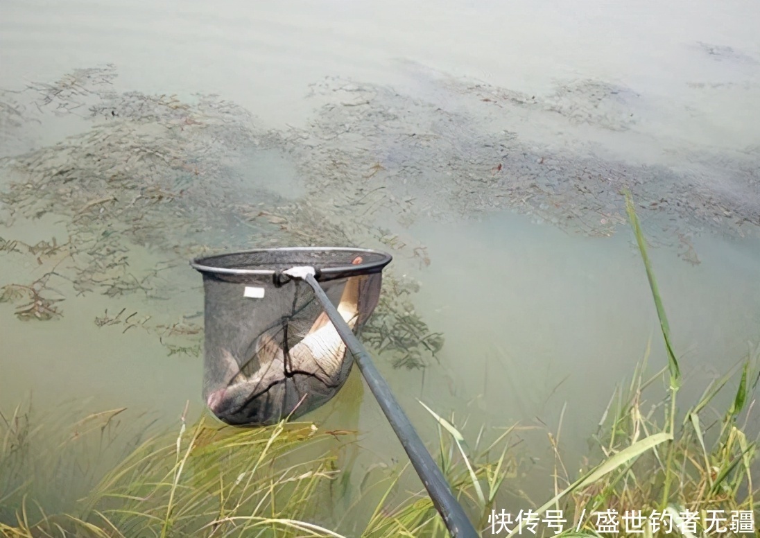 蚯蚓是万能饵,钓鱼也要注意这3点,不然一样不好使——盛世三渔