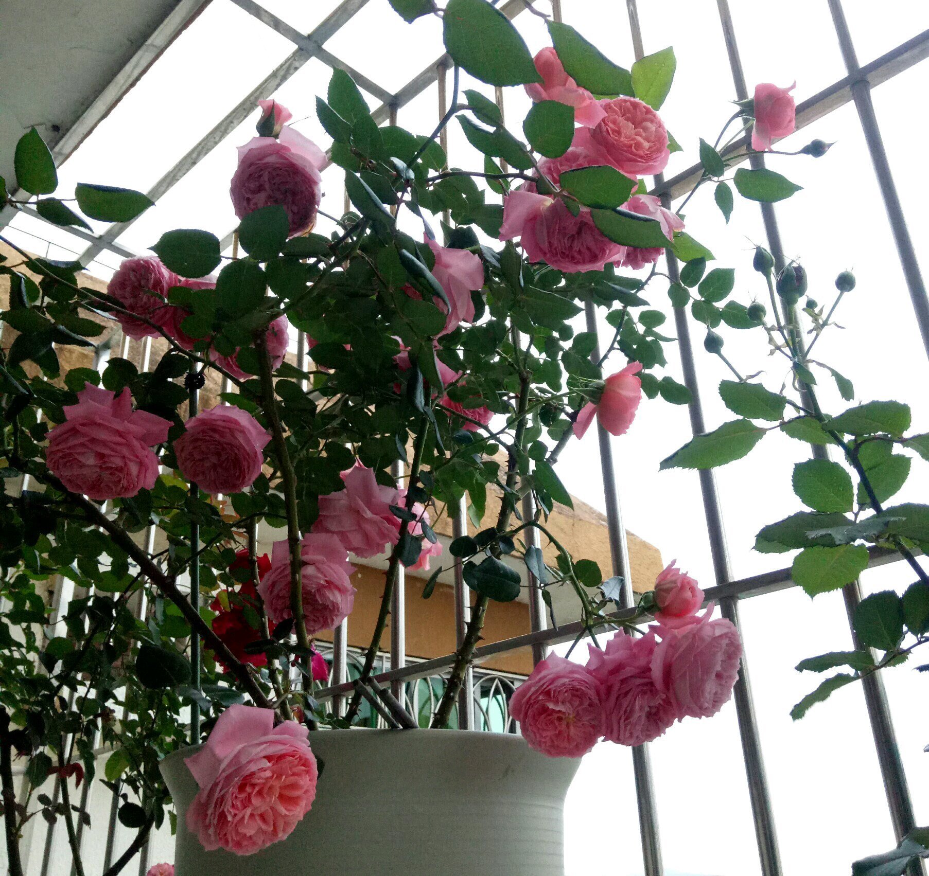 中国产的优秀月季花，不输欧月日月，花型美、花期长，你值得拥有