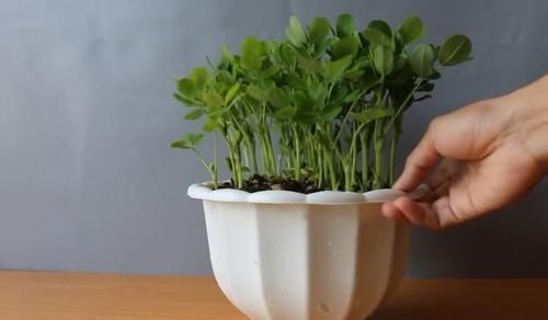 一大|买来的花生米直接撒花盆里养,没过一周就长满一大盆,要不要吃掉