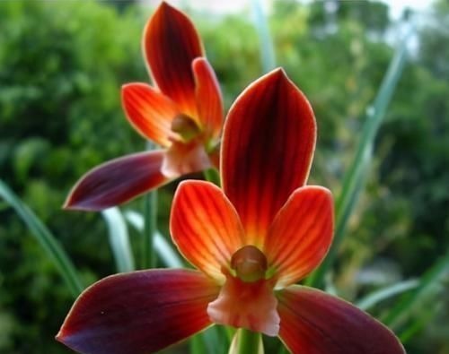 此兰是“国兰第一红”,花色艳丽,花开出架,养护简单,自带仙气