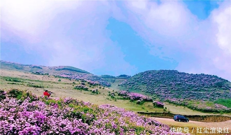 贵州乌蒙赏杜鹃，一路山花不负侬