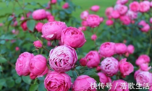 花肥|什么淘米水、黄豆水都不如1勺小粉末,一月给花用一次,花量翻倍