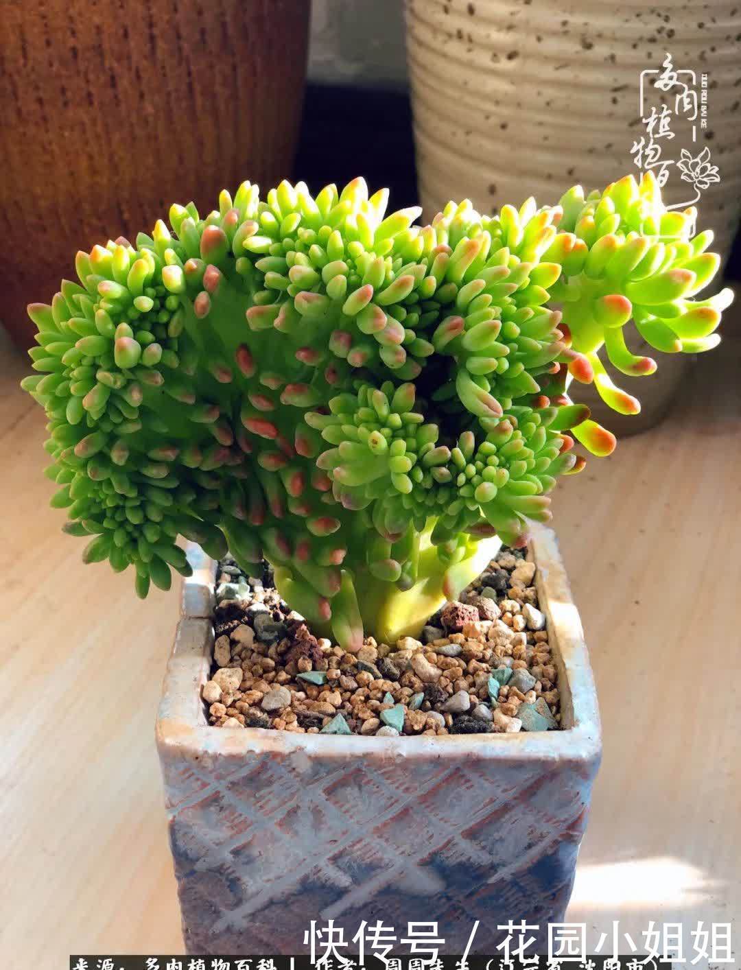 不羡鸳鸯不羡仙,只羡东北来春天!多肉冬去春来!