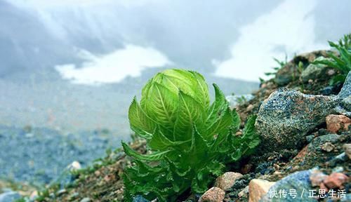 延年益寿|高山上这野草长得像白菜，五年才开花，属二级国宝，一朵花上万元