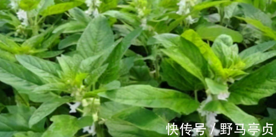 长寿|想长寿要多吃三种食物,排毒养颜,延缓衰老,好吃又健康!