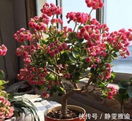 长寿花“嫁接”开花多，几个“关键点”要注意，不然后期问题多！