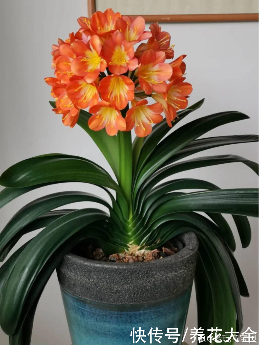 夏天怕晒的花，赶紧搬到阴凉地儿，再晒成枯杆了