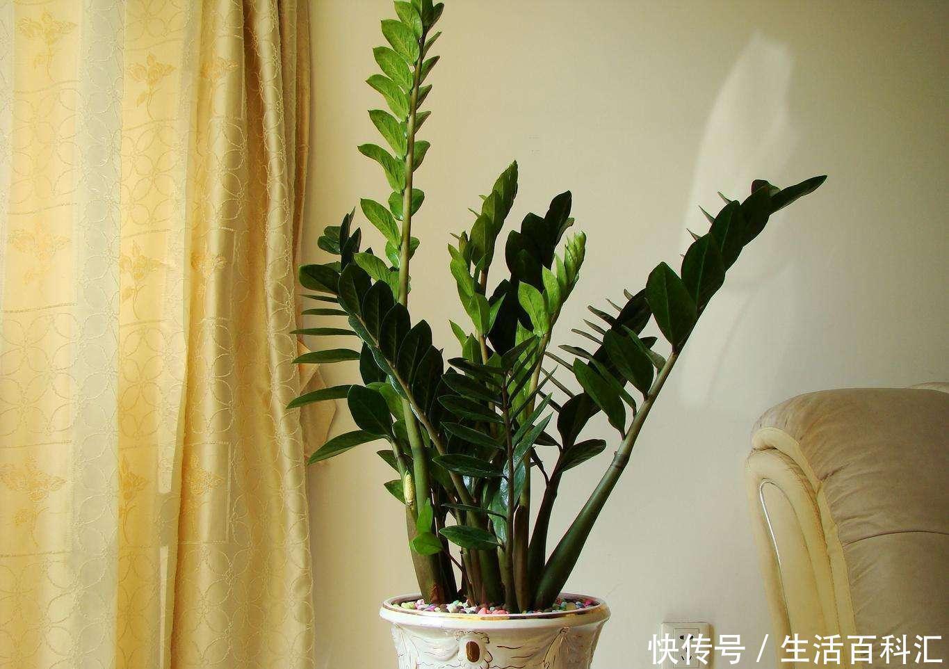 好运|家养金钱树,好运天天来,金钱树养开花,明年就要发财啦