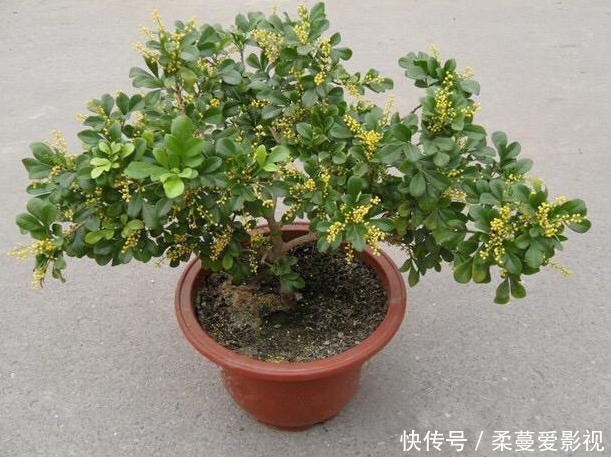 夏季浇花要慎重:用对3种''水''事半功倍,做错了后悔都来不及