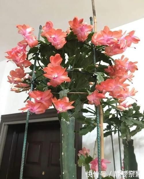 三角梅、君子兰、蟹爪兰、不开花，让人头疼，教你一招解决！