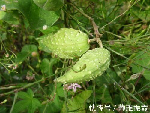 豌豆|农村路边常见的中草药,功效强大,认识3种就很厉害