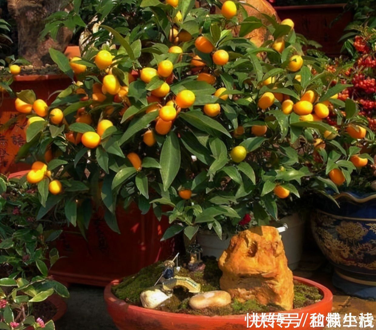 富贵籽|能开花也能结果，3种花养在家里，真不赖