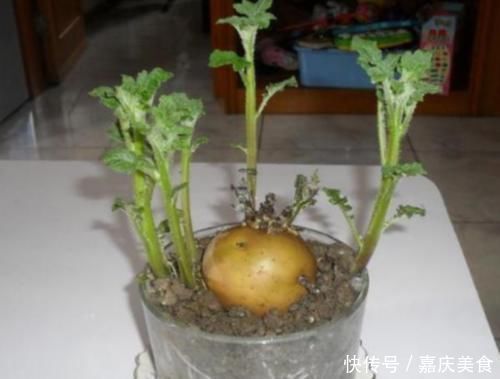 土豆发芽了没办法吃,但是却有大用处,别傻傻扔掉了