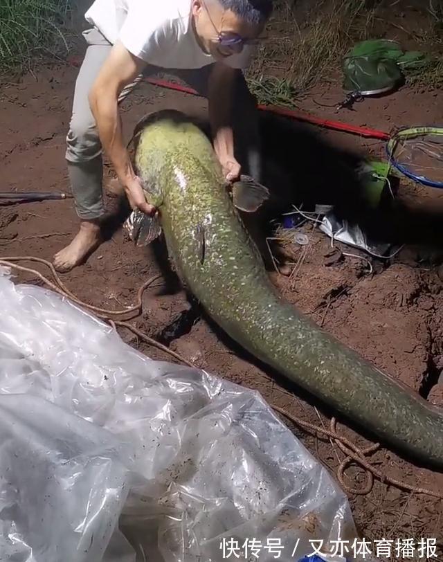 西江80斤鲶鱼王被人钓起!几乎与人等高,网友:应该放生