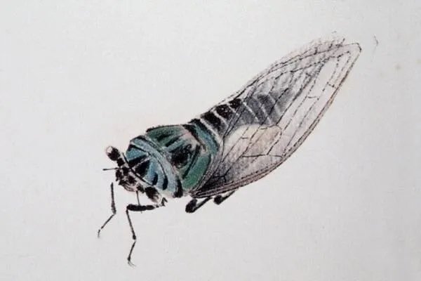 寒蝉|立秋之后,寒蝉鸣