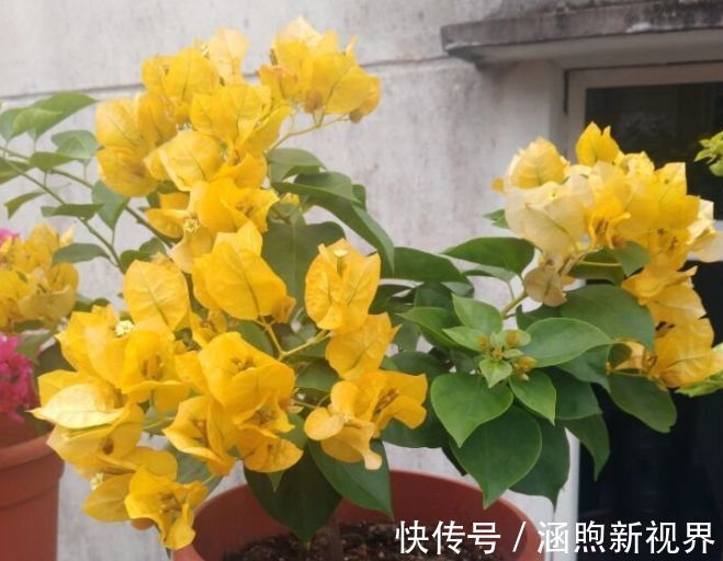 三角梅|喜欢三角梅,就养盆“开花机器”绿叶柠檬黄,花开金灿灿好养活