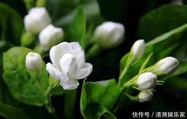 花芽|茉莉花的修剪时间特别重要,剪错了,植株开花少,很难再开爆