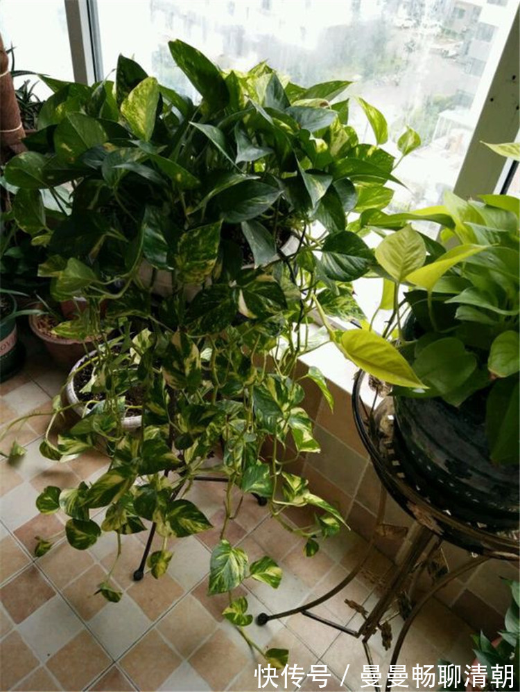 春季养绿萝,要注意“3点”,叶子更翠绿旺盛,容易爆盆