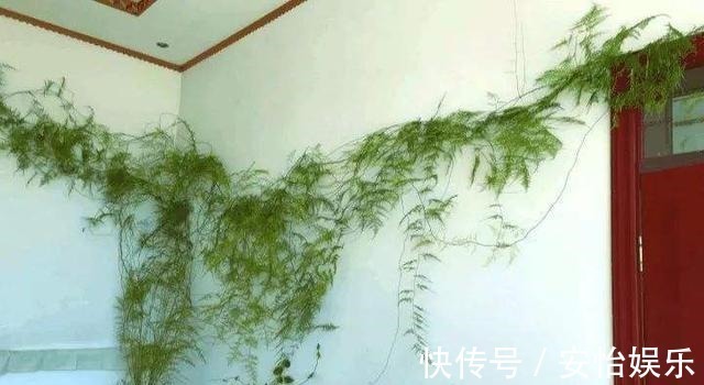 对门邻居家的“文竹”养成精了,整个屋子都爬满了,养花真技术