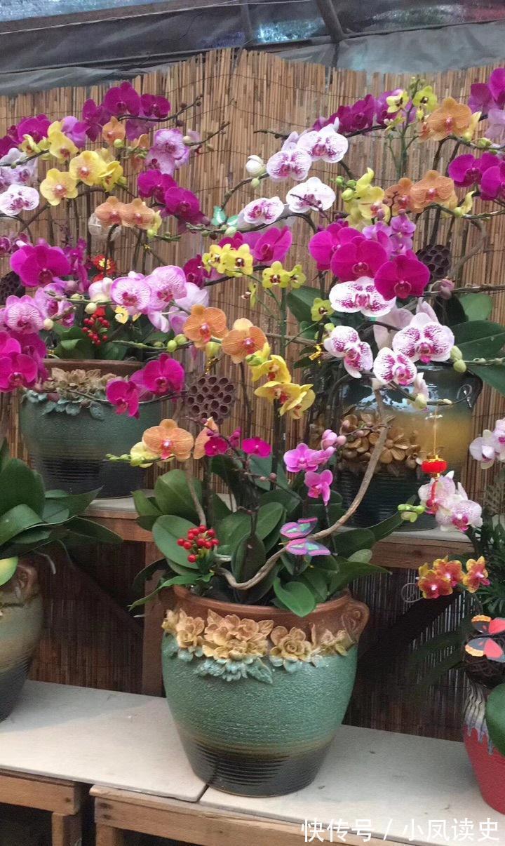 6种“富贵花”天生怕晒,客厅没光照,照样开满花,吉利旺家