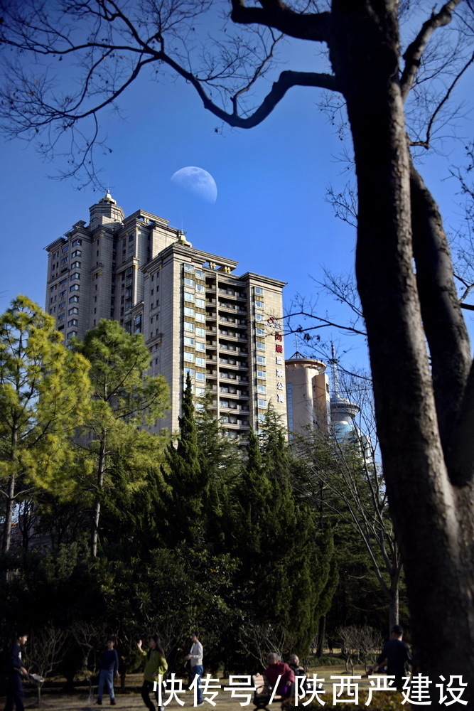 老年|新虹口花园的玉兰花开了【严建设】