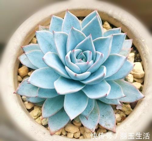 蓝石莲|喜欢多肉别错过这5种，贵气又好养，种一盆仙气飘飘！