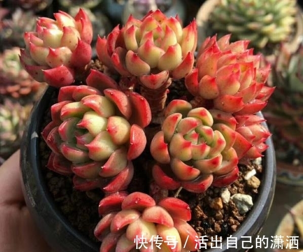 多肉娜娜小勾和奥普琳娜,两者都是美人,哪种更适合新手养?