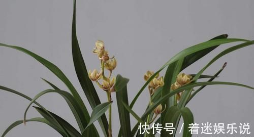 兰花不好养,给它喂点这个,根肥叶茂花开不断!